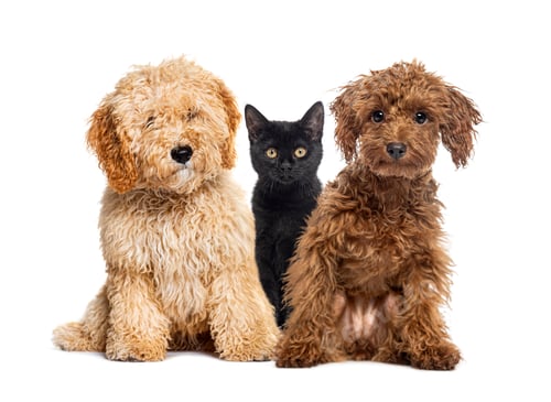 Preview: Group of one cat and two dogs posing on white background