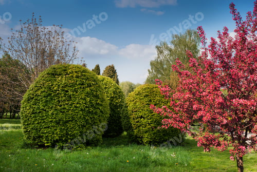 Preview: The exterior of the spring garden - decorative trees, bushes bloom in spring, burgundy flowers.