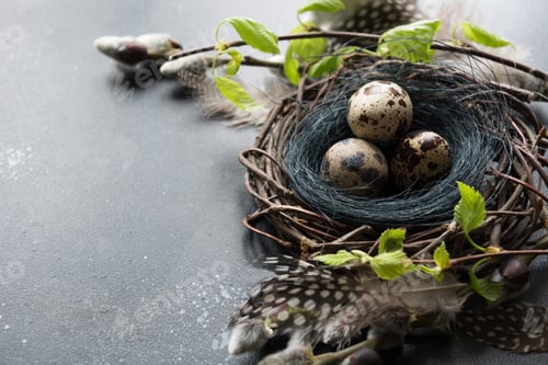 Preview: Quail eggs in nest, spring willow on dark. Space for text. Easter composition. Close up