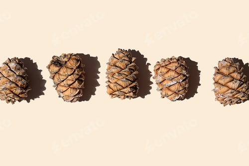 Preview: Cedar cones collection. Pine cones with nut in hard light.