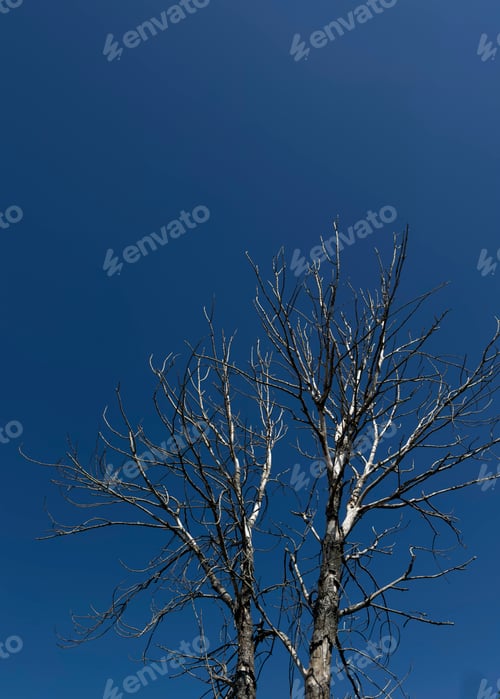Preview: Photographic documentation of tree skeleton towards blue sky