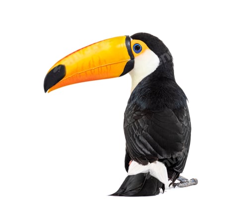 Preview: Back view of a Toucan toco, Ramphastos toco, isolated on white