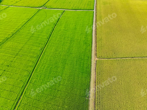 Preview: Aerial view of green and yellow rice fields. Sustainable agriculture with carbon neutrality
