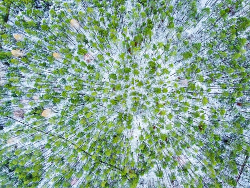 Preview: Winter in the wood - drone shot