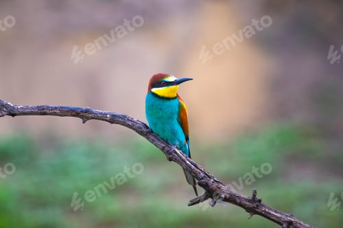 Preview: European bee eater, Merops apiaster. Common bee-eater. Close-up