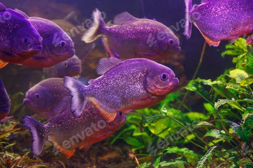 Preview: underwater photography of fish Pygocentrus nattereri