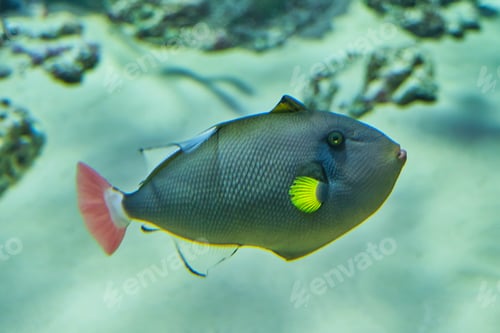 Preview: Portrait of pinktail Triggerfish, Brown melikht, swimming in aquarium.