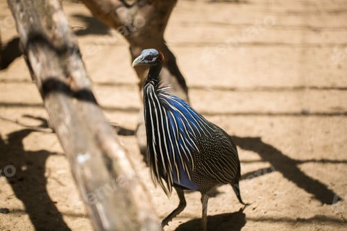Preview: bird at the zoo. red book