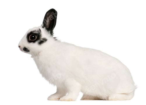 Preview: Dalmatian rabbit, 2 months old, Oryctolagus cuniculus, sitting in front of white background