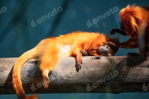 Preview: Selective focus shot of two Golden Lion tamarin on tree