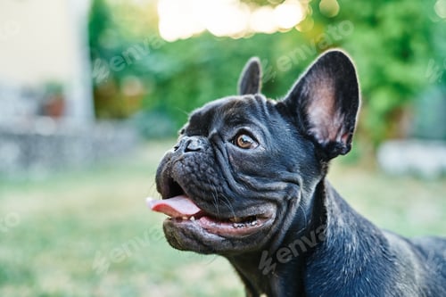 Preview: Close-up portrait of a dog, french bulldog in the garden