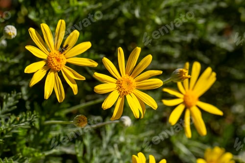 Preview: Yellow daisy bush, Scientific name; Euryops pectinatus