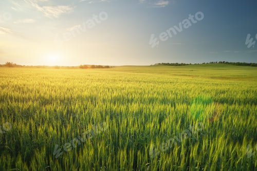 Preview: Meadow of wheat on sundown.