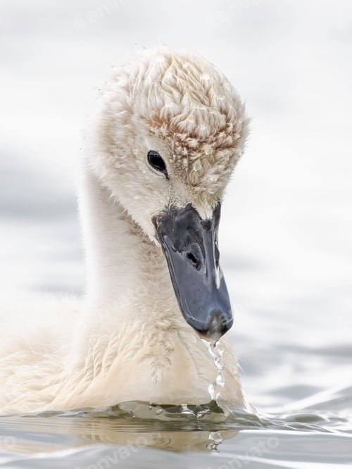 White Swan Chick in Water, Close Up Portrait