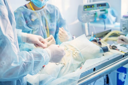 Preview: Veterinary doctors conducting surgery