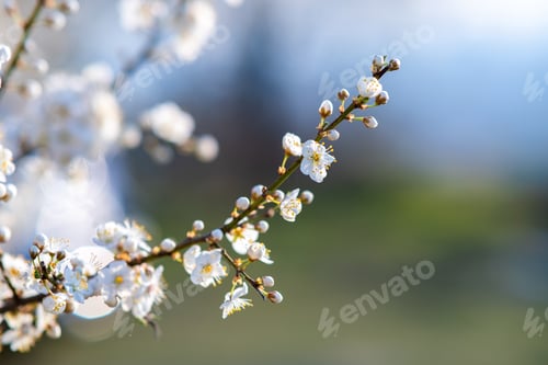 Preview: Fruit tree twigs with blooming white and pink petal flowers