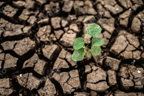Preview: Trees grown in dry, cracked, dry soil in the dry season,global warming