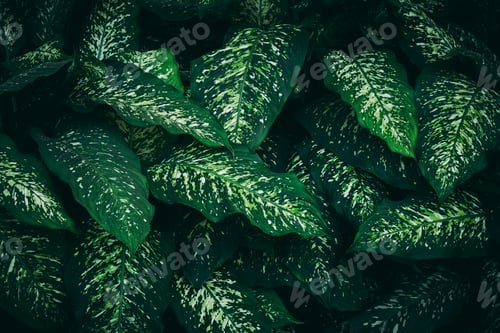 Preview: Close up green leaves texture and abstract background., Concept of nature background.