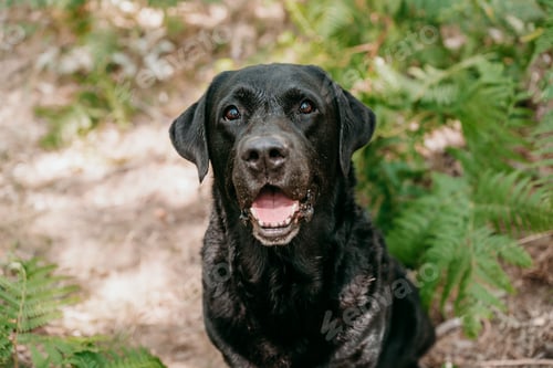 Preview: beautiful black labrador dog sitting among green fern leaves in footpath in forest. Nature and pets