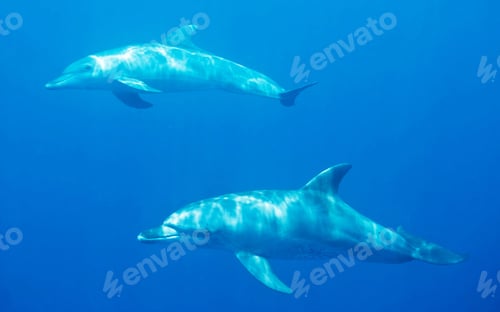 Preview: Underwater world a dolphin floats in the sea