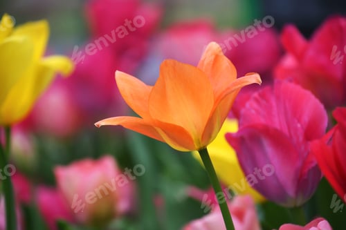 Preview: Colorful tulips blooming in a garden in the spring.