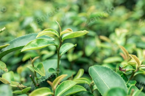 Preview: Top of Green tea leaf in the morning, tea plantation