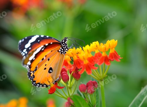 Preview: Butterfly on orange flower
