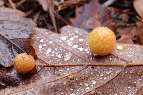 Preview: Oak apple or oak gall