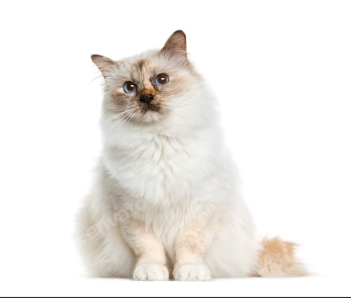 Preview: Birman (4 years old) sitting in front of a white background