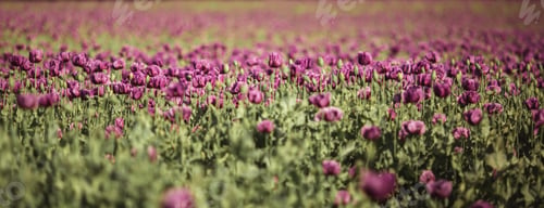 Preview: Field of lilac Poppy Flowers in sunlight in early Summer