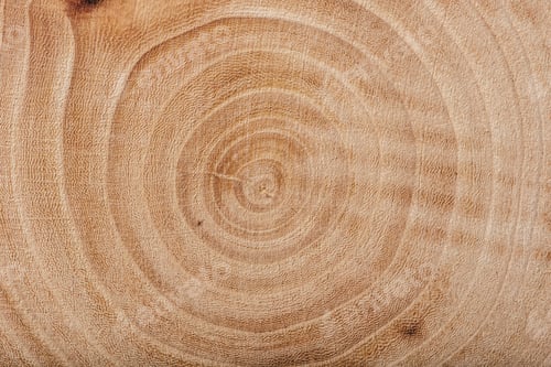 Preview: Ash wood slab texture with annual rings.