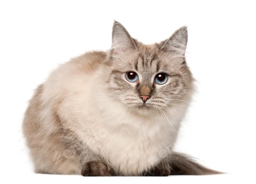 Preview: Siberian cat, in front of white background