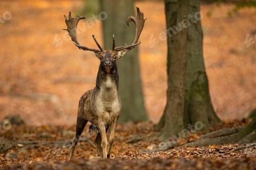 Preview: Fallow deer stag with big antlers looking into camera in forest