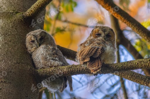 Preview: Peering into Nature's Wonders: Tawny Owl Siblings