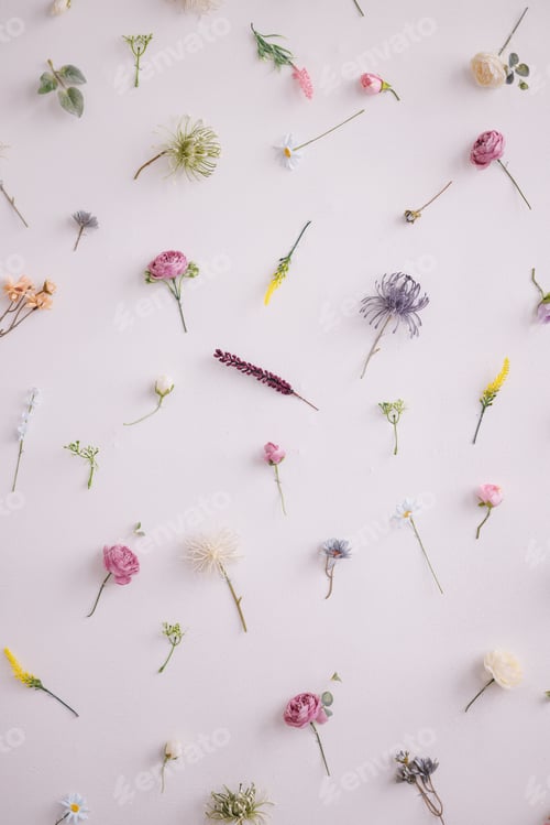 Preview: Flatlay small wildflowers uniformly on a white background