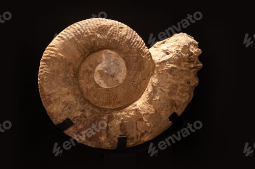 Preview: Ancient Spiral Ammonite Fossil