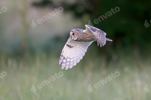 Preview: Long-eared owl (Asio otus)