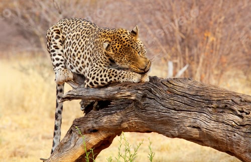 Preview: Leopard