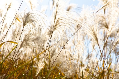 Preview: Field Grass Blowing in the Wind