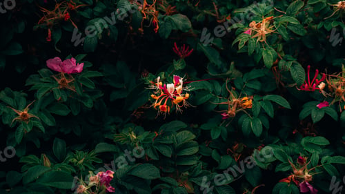 Preview: a close up of flowers in a garden with green leaves