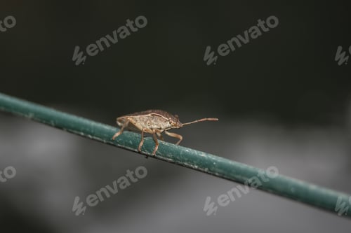 Preview: Closeup shot of a leaf beetle under the sunlight