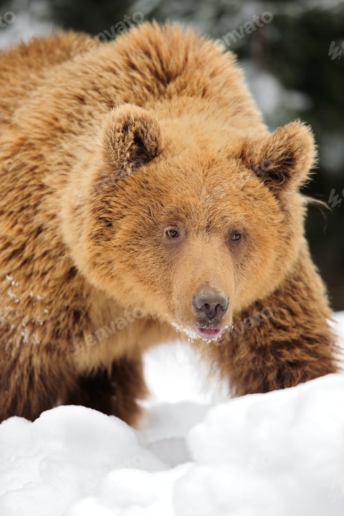 Preview: Wild brown bear