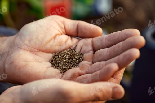 Preview: Close up of male farmer with soybean seed in his hands