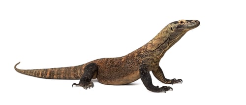 Preview: Komodo Dragon isolated on white