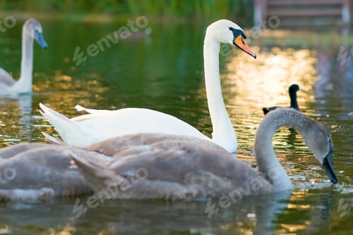 Preview: White and gray swans swimming on lake water in summer.