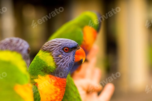 Preview: Rainbow lorikeet close up