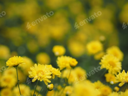 Preview: Bush Chrysanthemum indicum Dendranthema morifolium, Flavonoids,Closeup pollen of yellow flower bloom