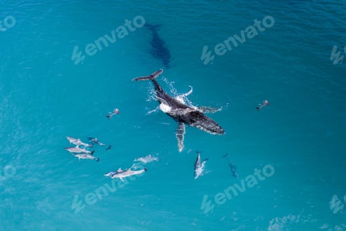 Preview: Whale and dolphins in clear blue ocean.