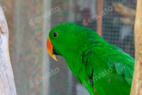 Preview: Green parrot background as a love bird pet in the case