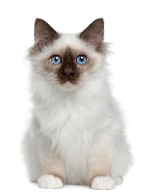 Preview: Birman kitten (4 months old)